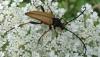 Stictoleptura rubra